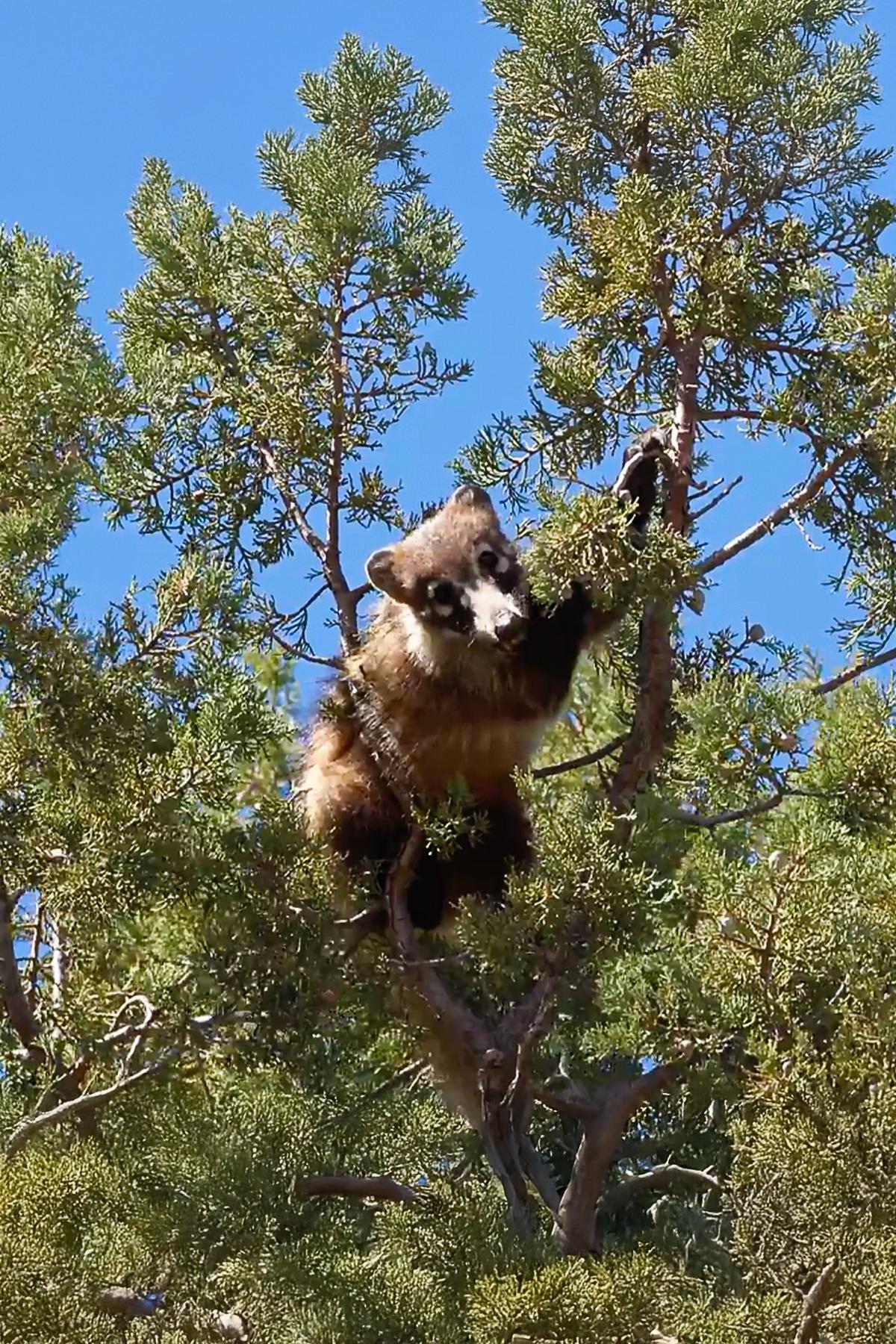White Nosed Coatimundi feeds in a Juniper Tree near Chiricahua National Monument, Arizona