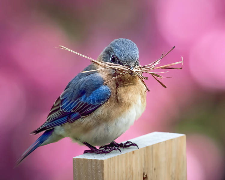Bluebird