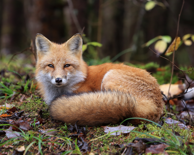 Red fox