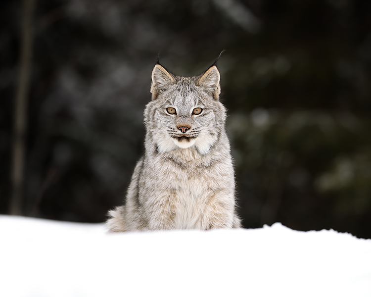 Canada lynx