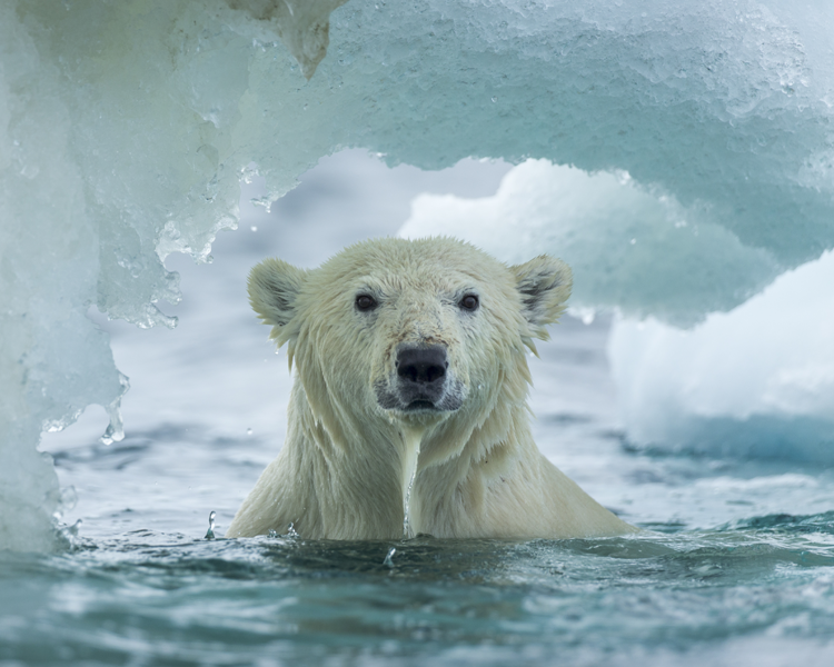 Polar bear