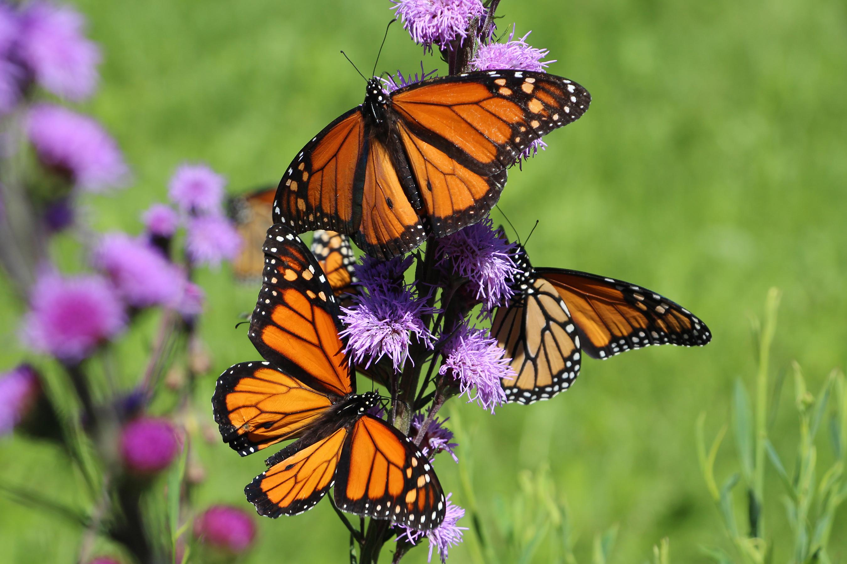 Monarch butterflies
