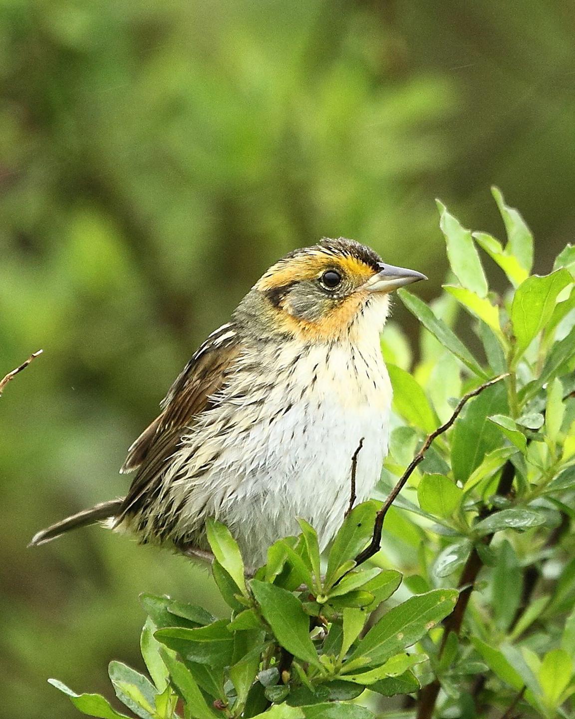 A saltmarsh sparrow with a black and yellow head and white puffy chest feathers perches on a bigleaf marsh-elder shrub