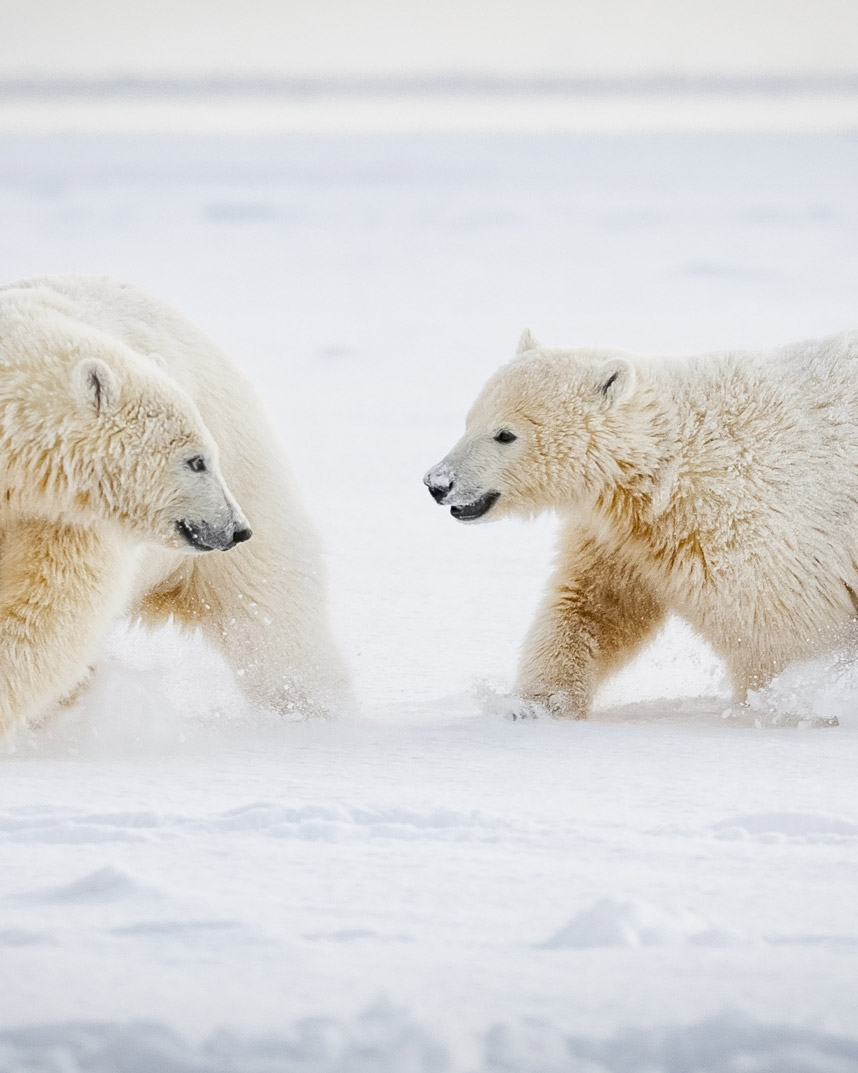 polar bear pair