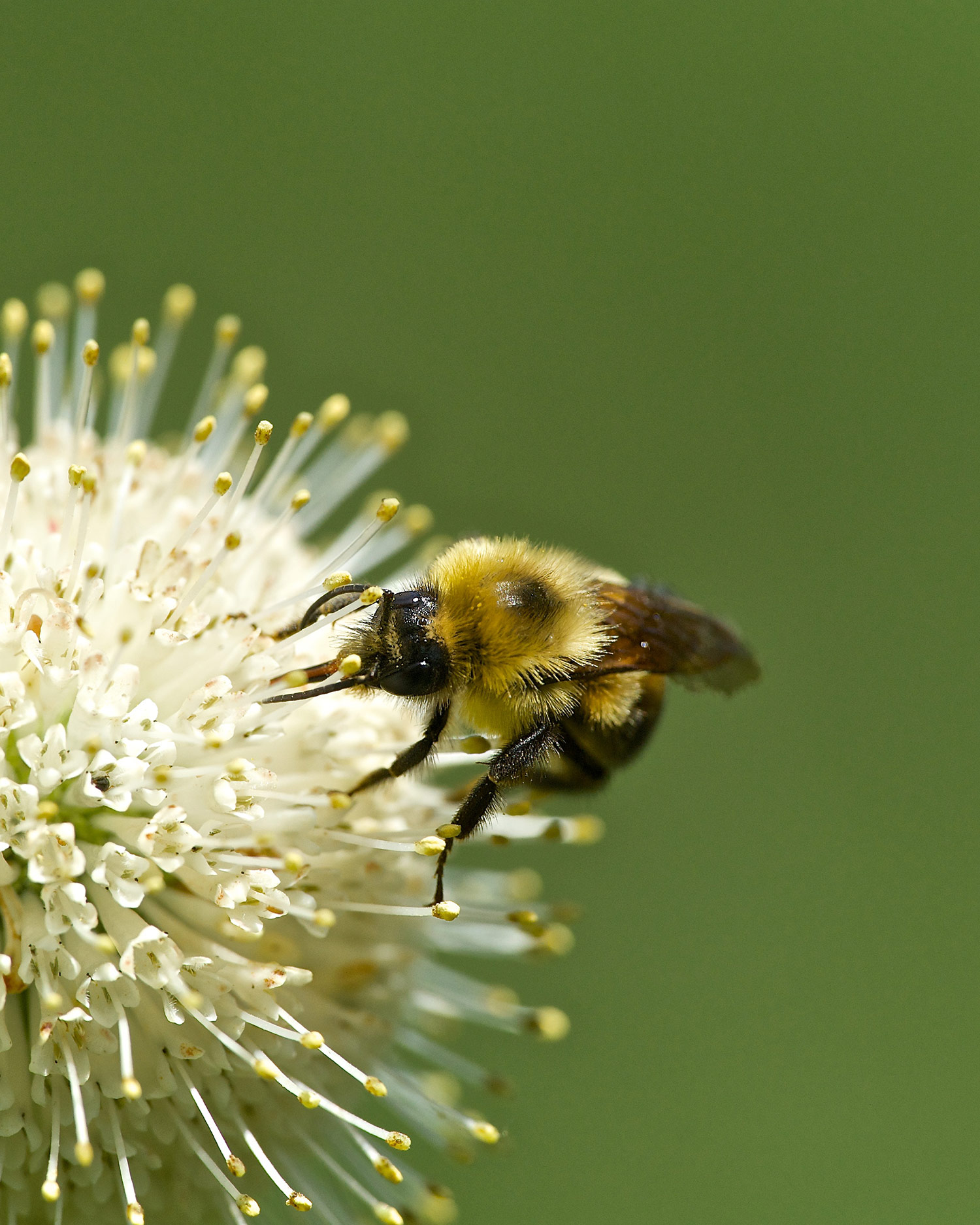Rusty-patched bumblebee