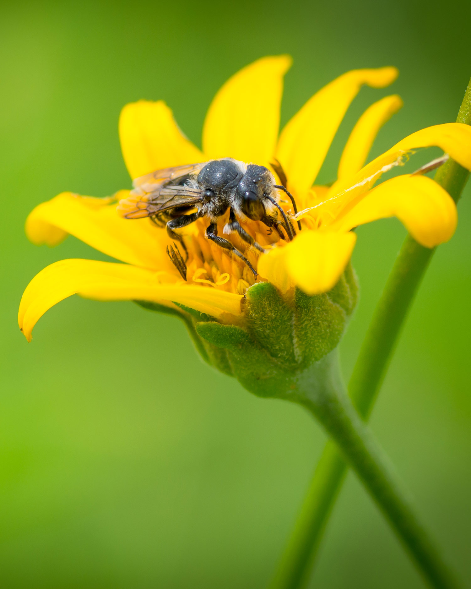 Leaf-cutter Bee