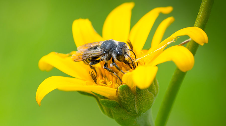 Leaf-cutter Bee