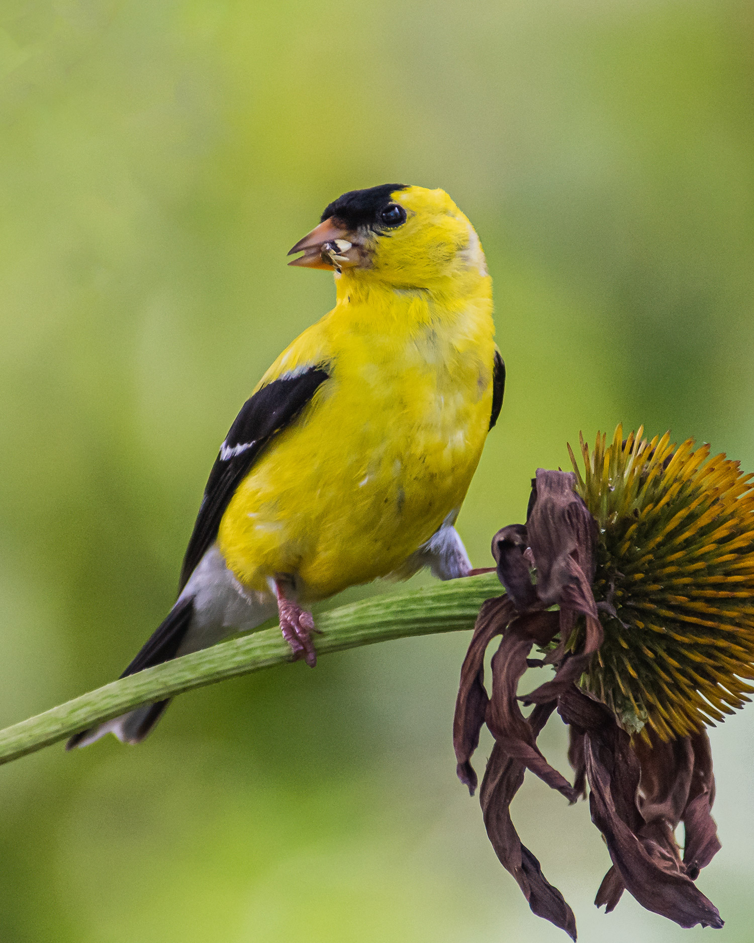 Bird