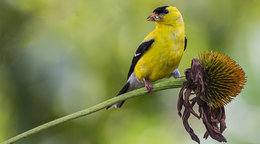 Bird