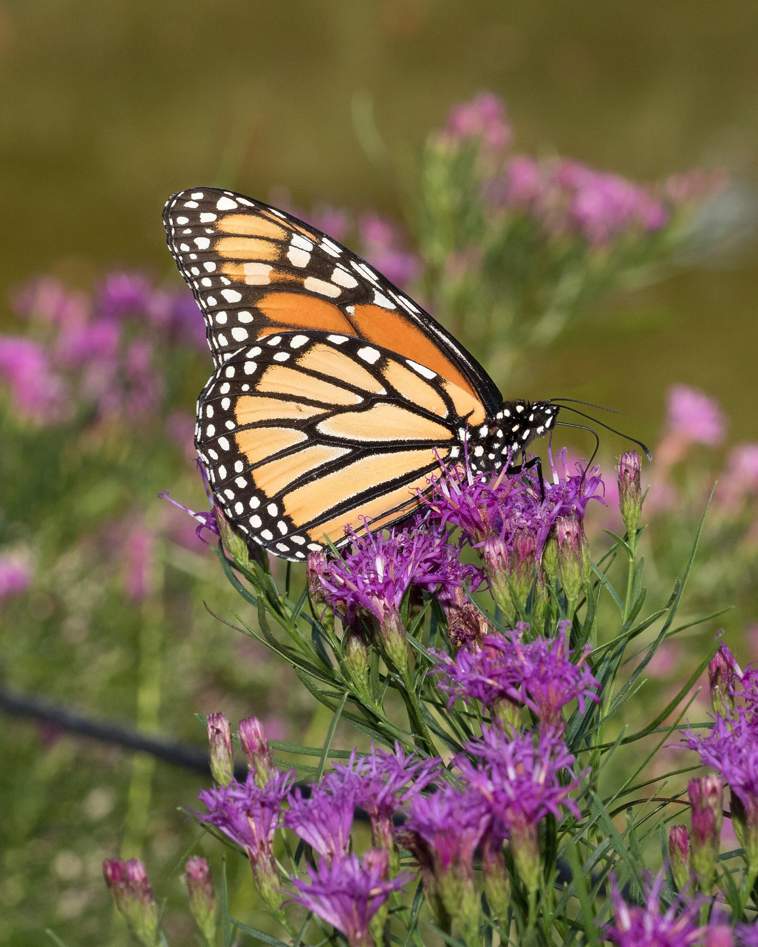 Monarch butterfly