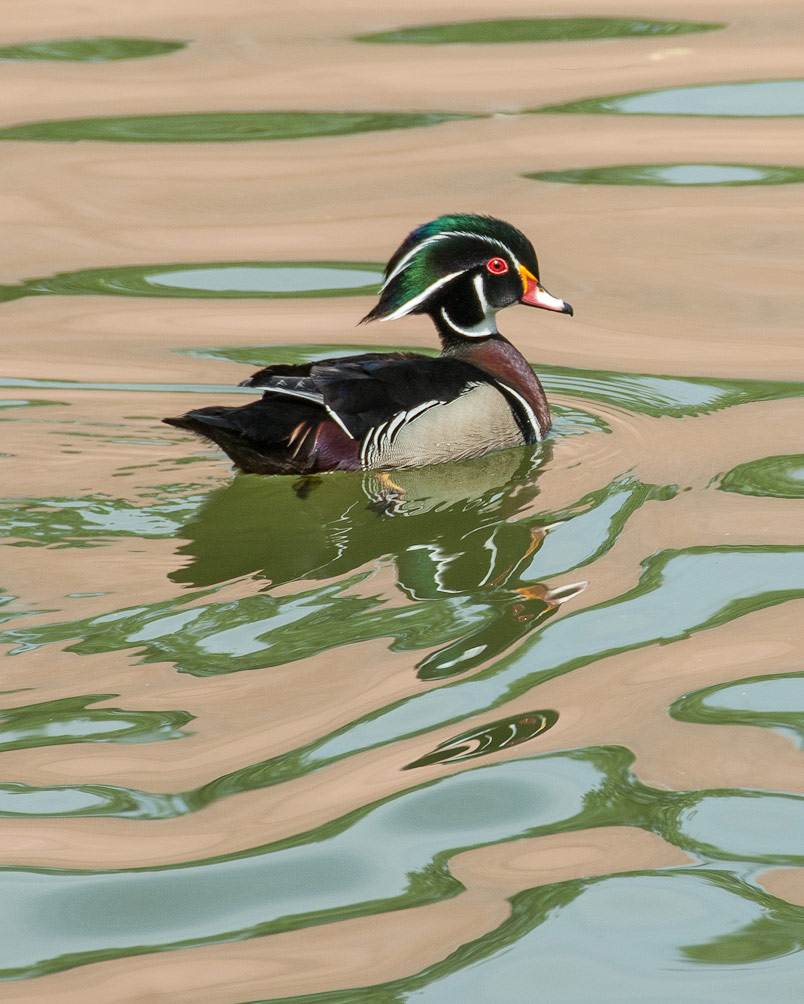 Wood duck