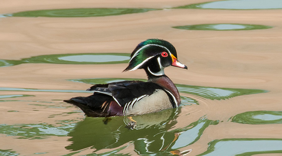 Wood duck