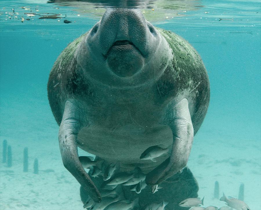 Manatee