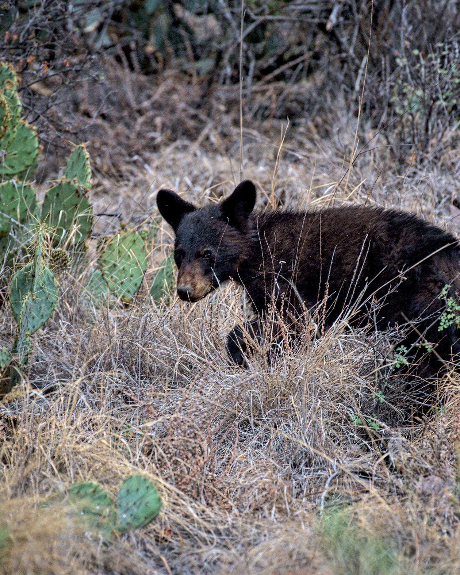 A black bear cub roaming among the cactus in Big Bend National Park, Texas.
