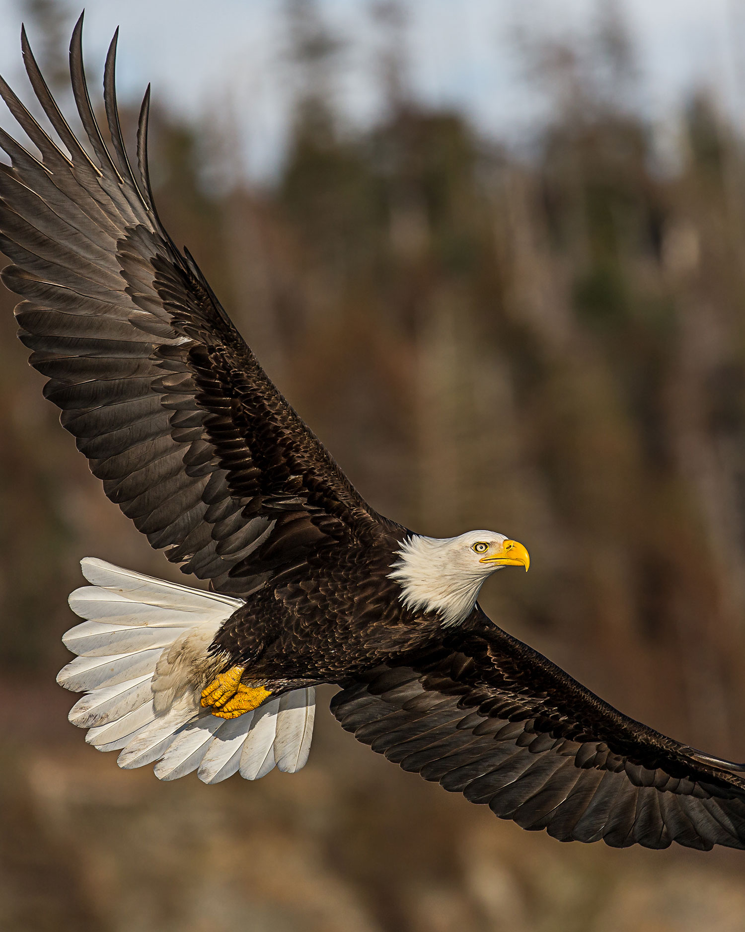 Bald Eagle