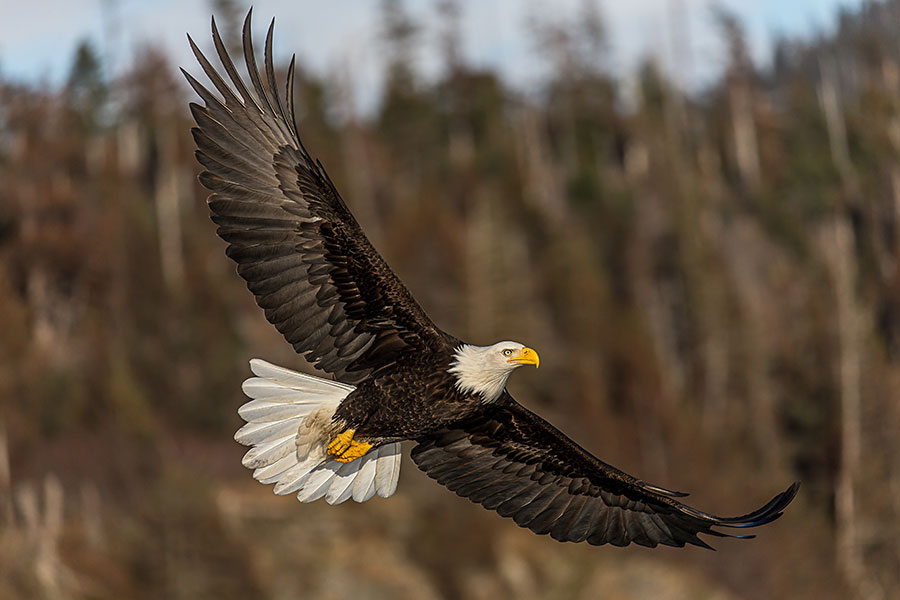 Bald Eagle