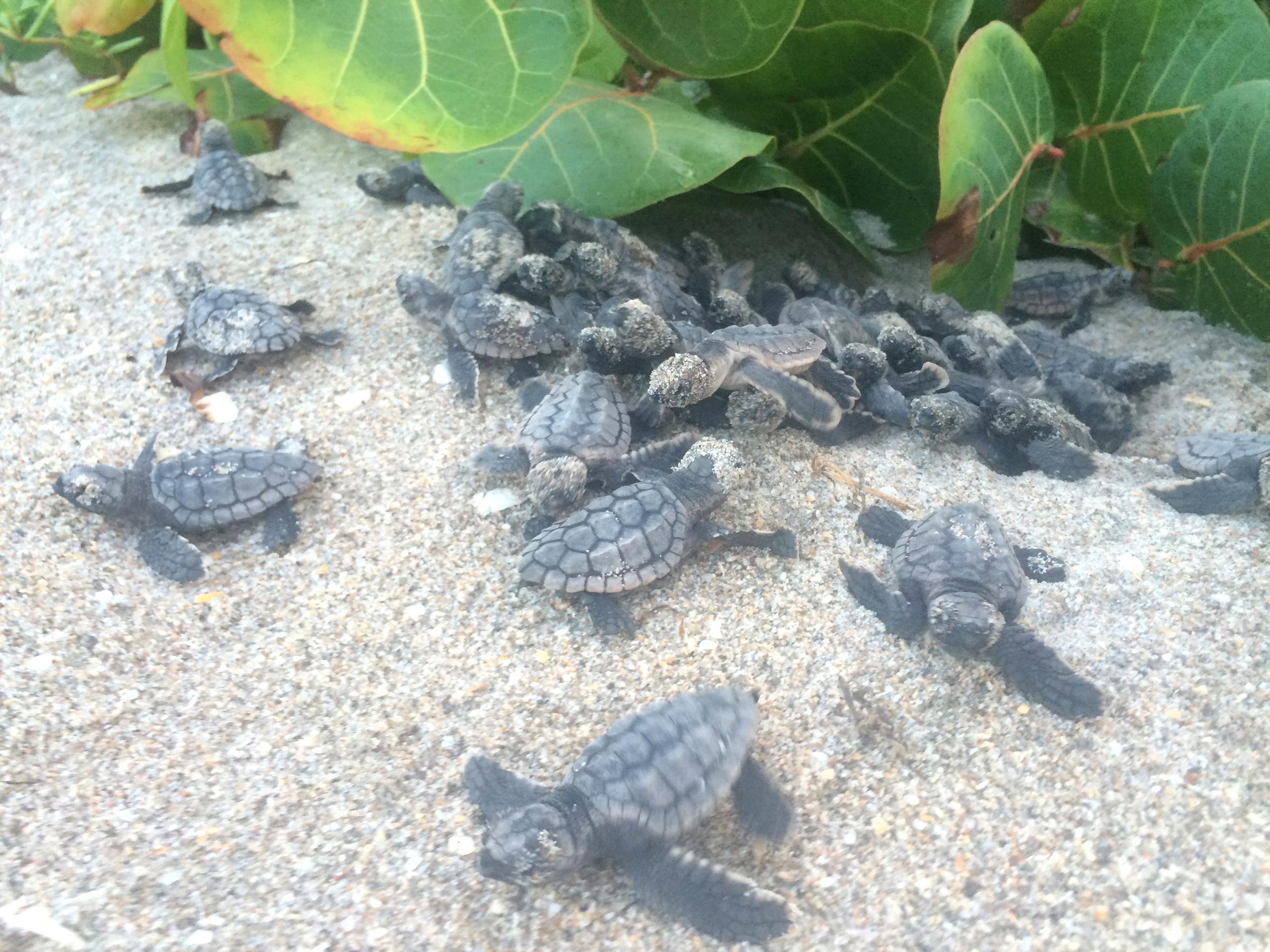 Loggerhead sea turtle hatchlings in Florida.