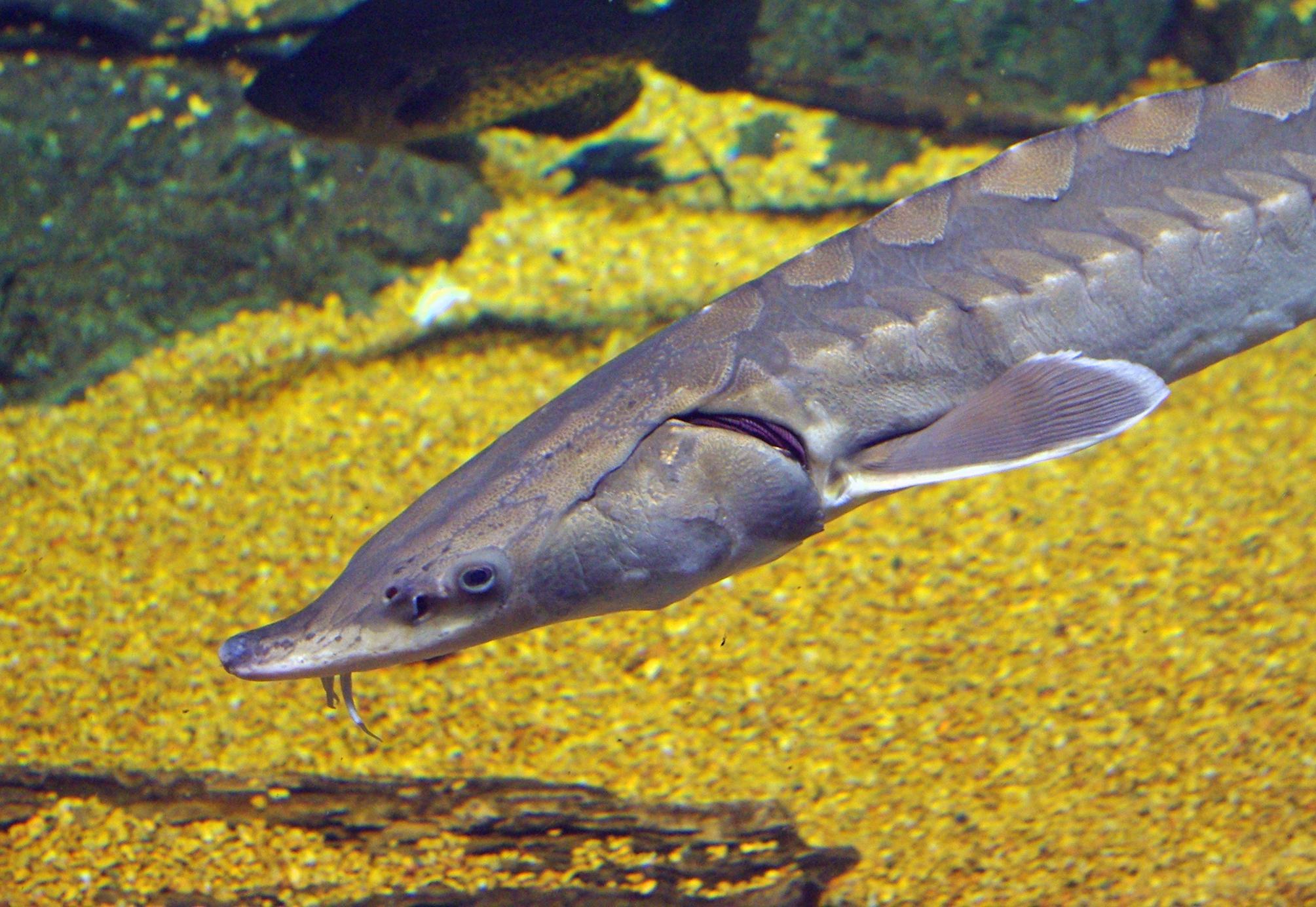 Atlantic Sturgeon