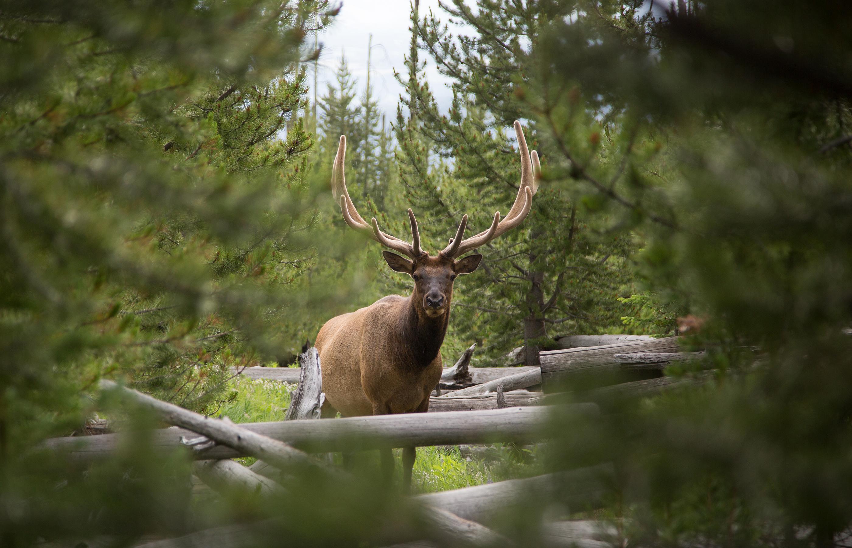 Bull elk, Sepulcher Mountain Trail