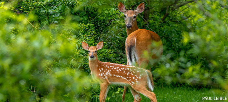 Two White-tailed Deer in Vermont