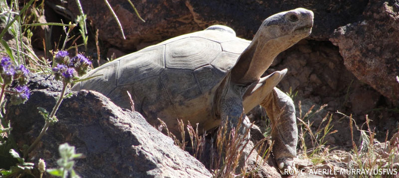 desert tortoise