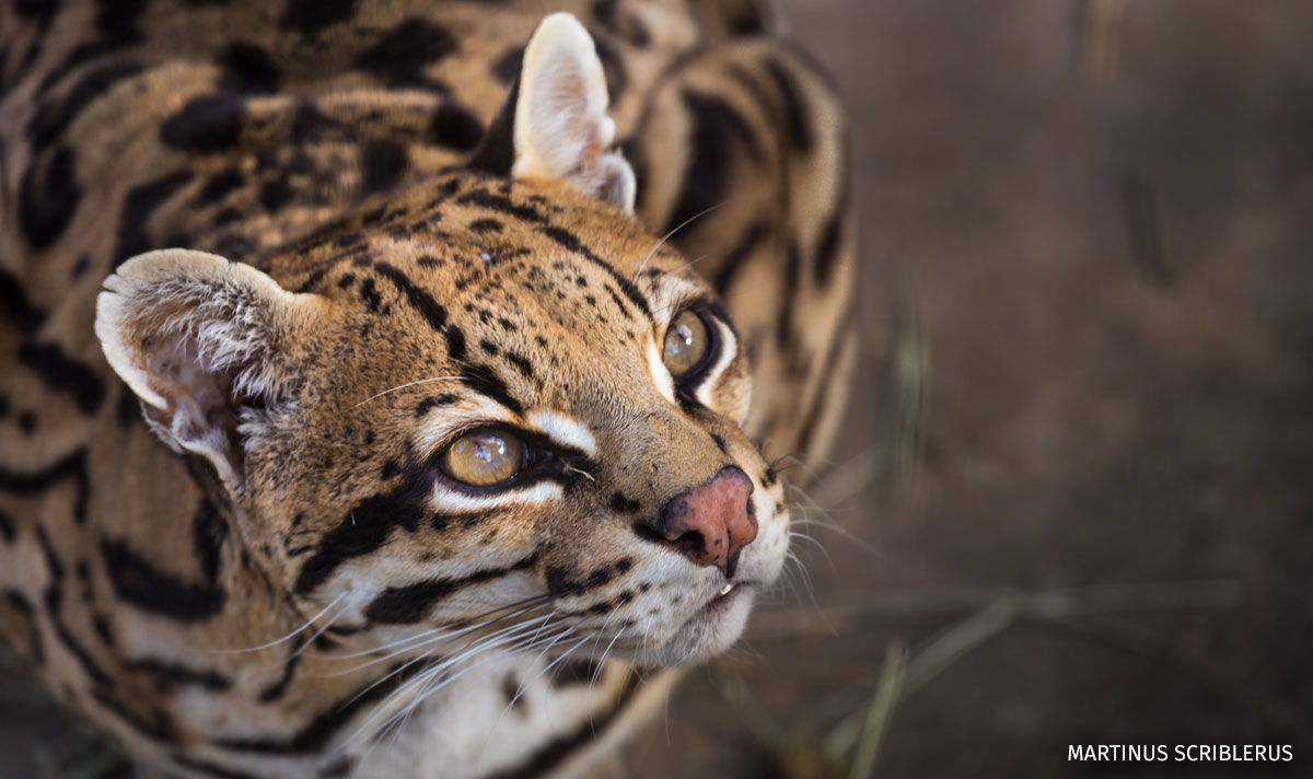 Ocelot.