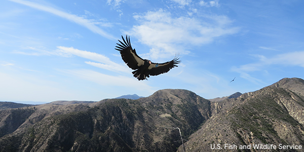 California condor in flight