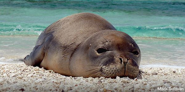 Hawaiian monk seal at French Frigate Shoals