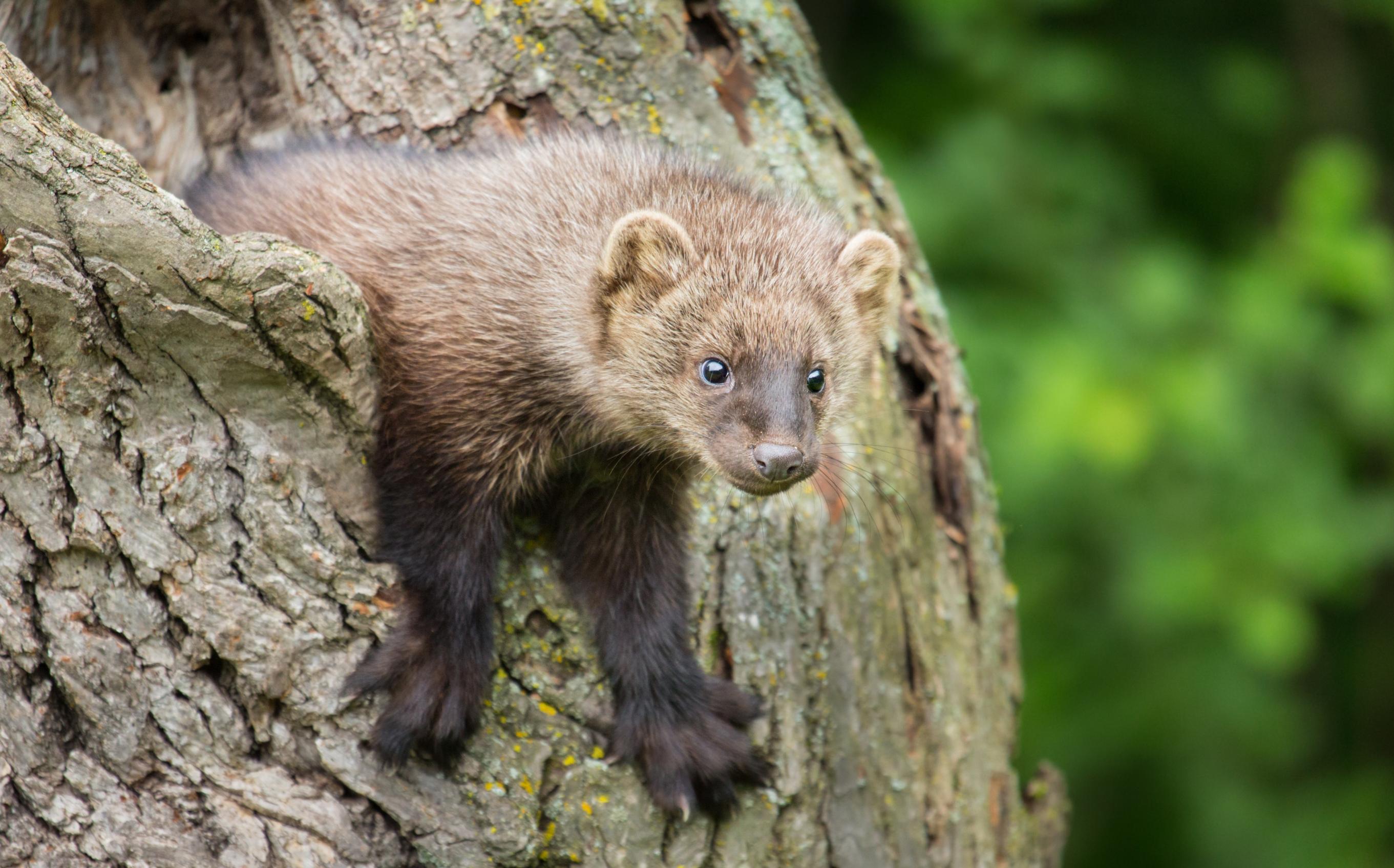 Pacific Fisher