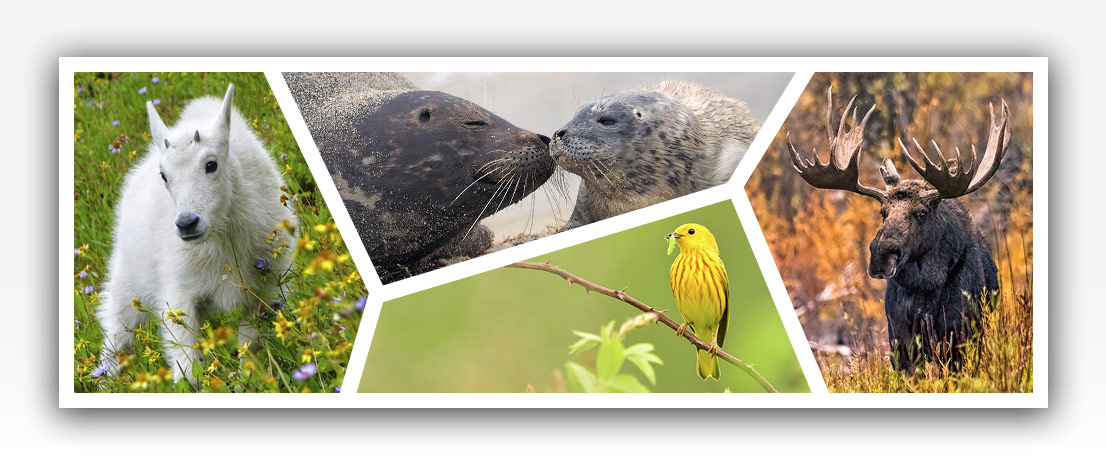 Mountain Goat, Harbor Seals, Yellow Warbler, Moose.