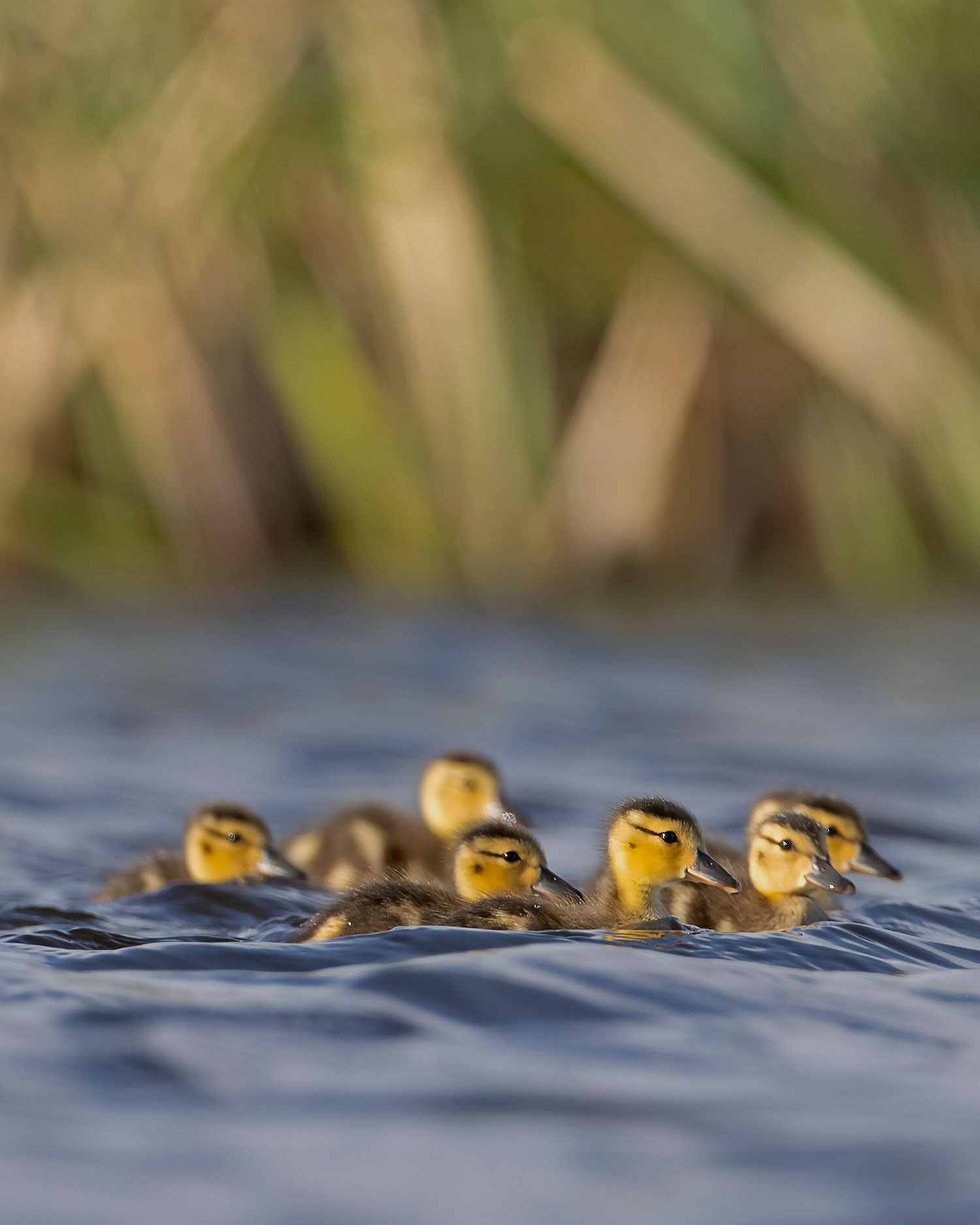 Blue-winged teal in shallow wetlands with ducklings