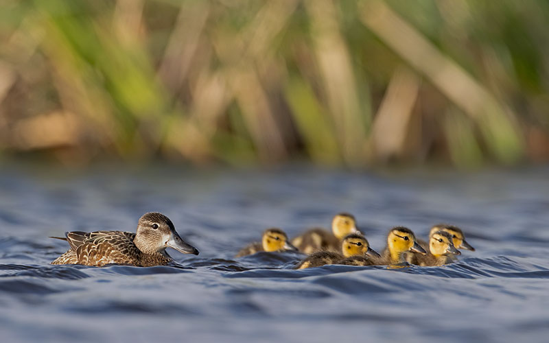 Blue-winged teal in shallow wetlands with ducklings