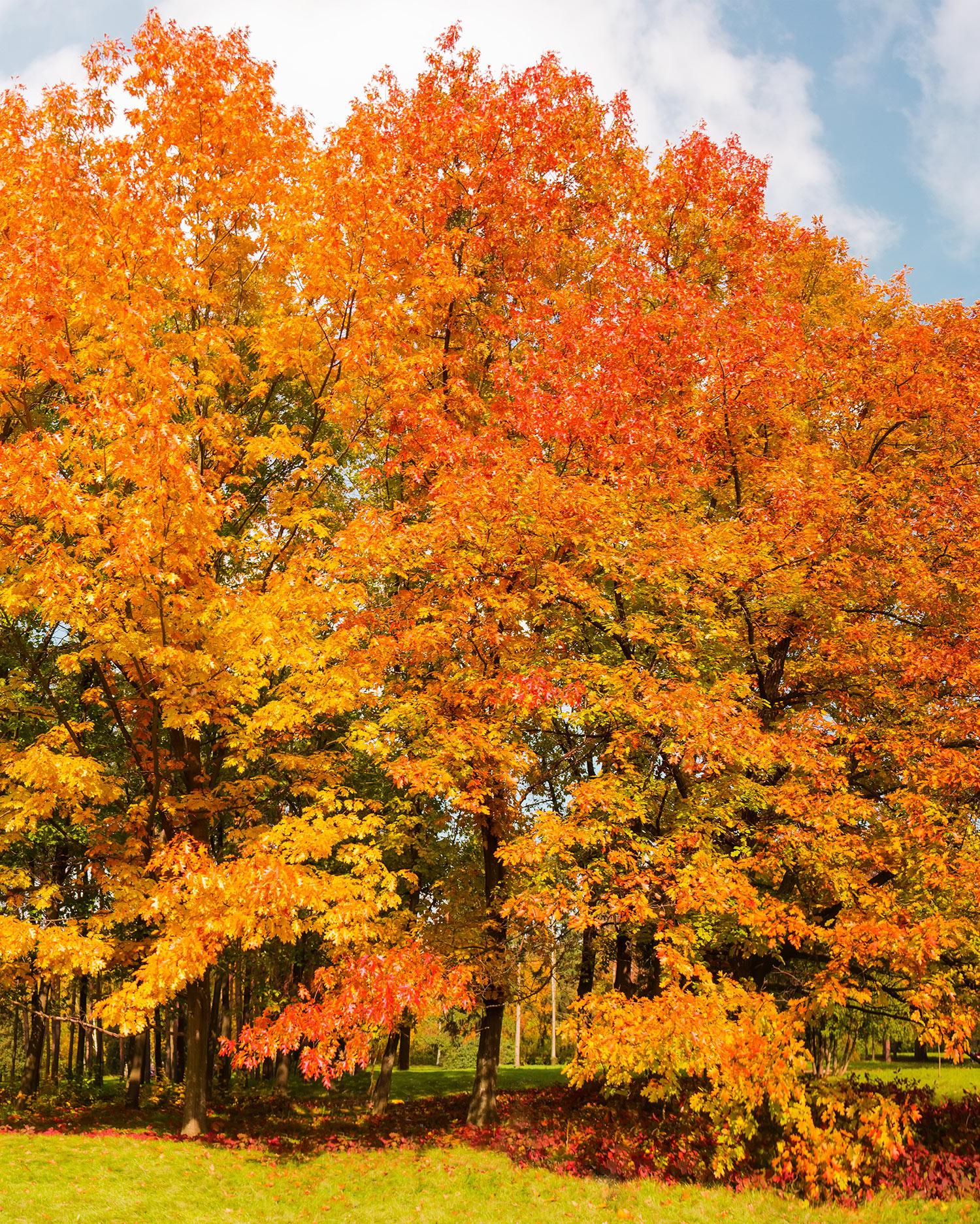 Red oak