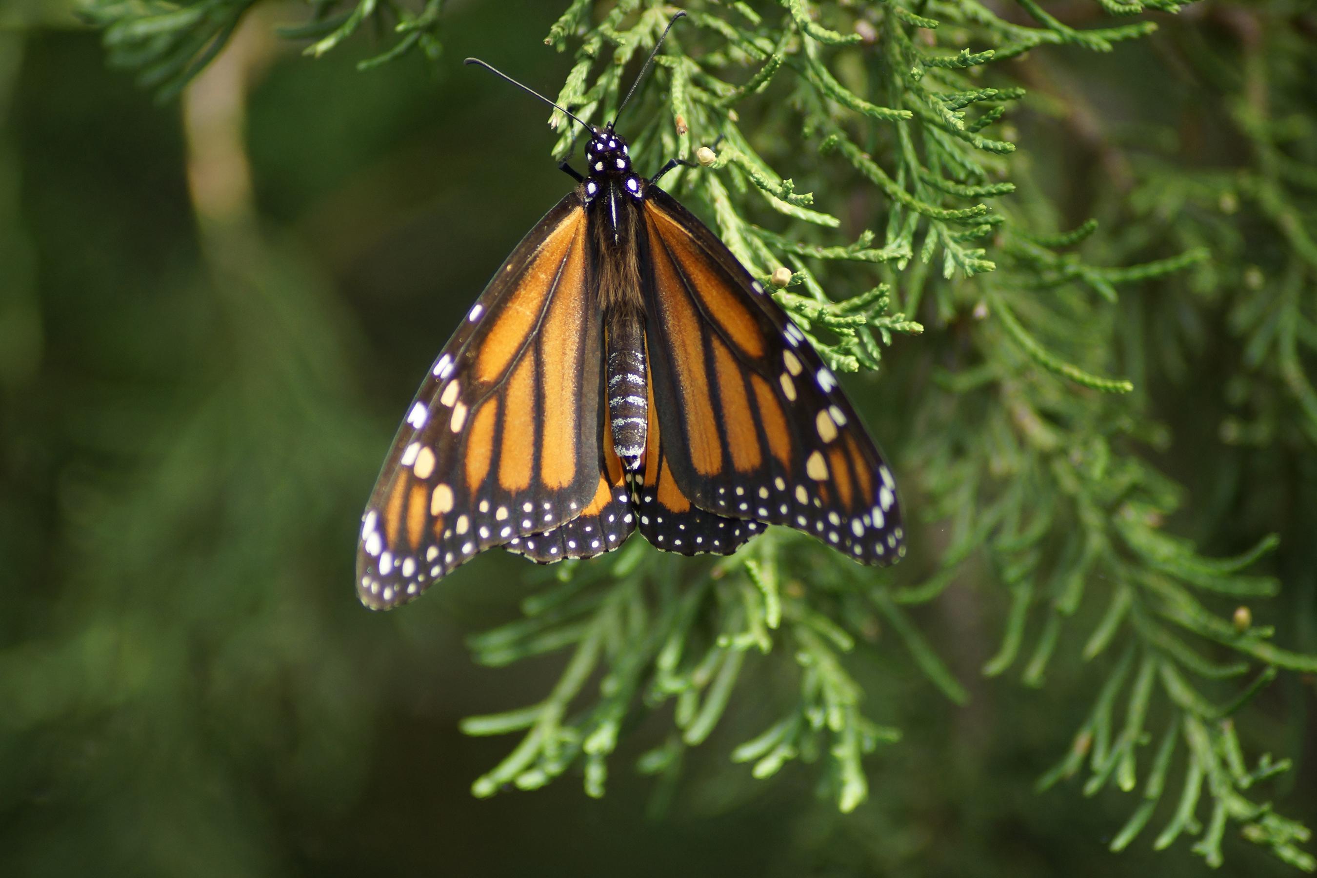 Monarch Roosting on Juniper