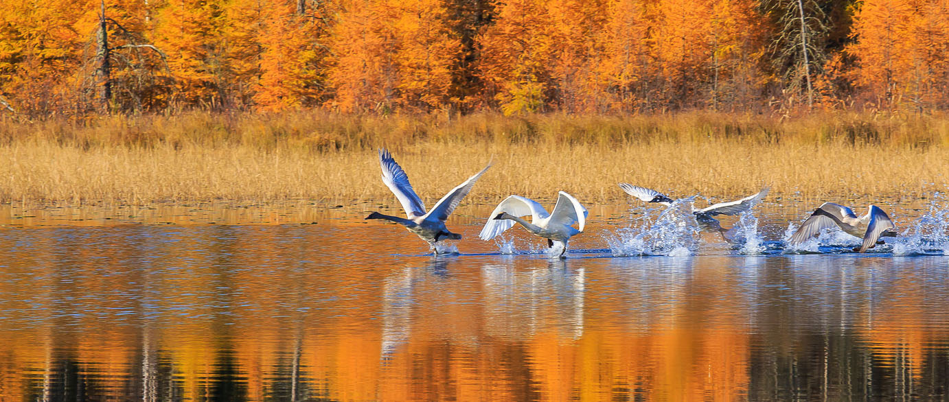 Trumpeter swans taking flight from a lake in autumn