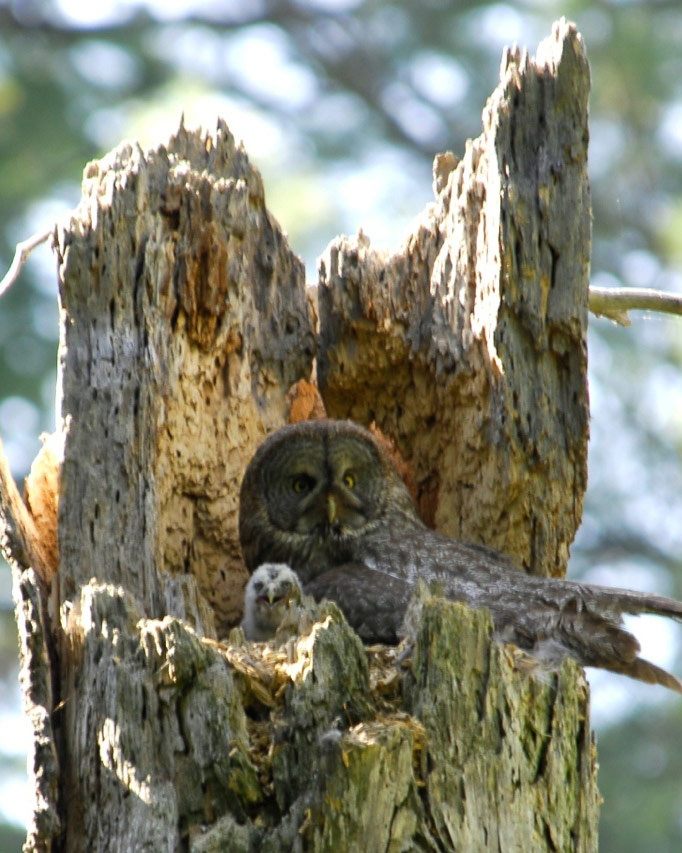 Great gray owl and fledgling in Yosemite National Park