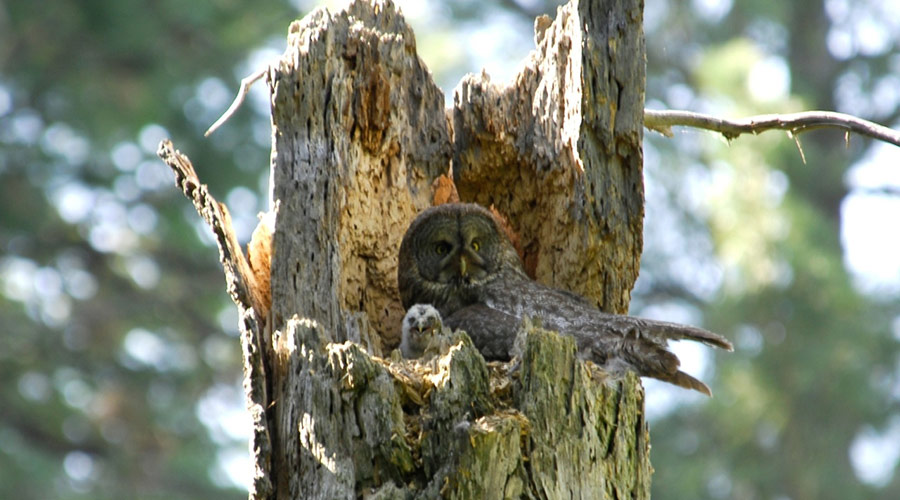 Great gray owl and fledgling in Yosemite National Park