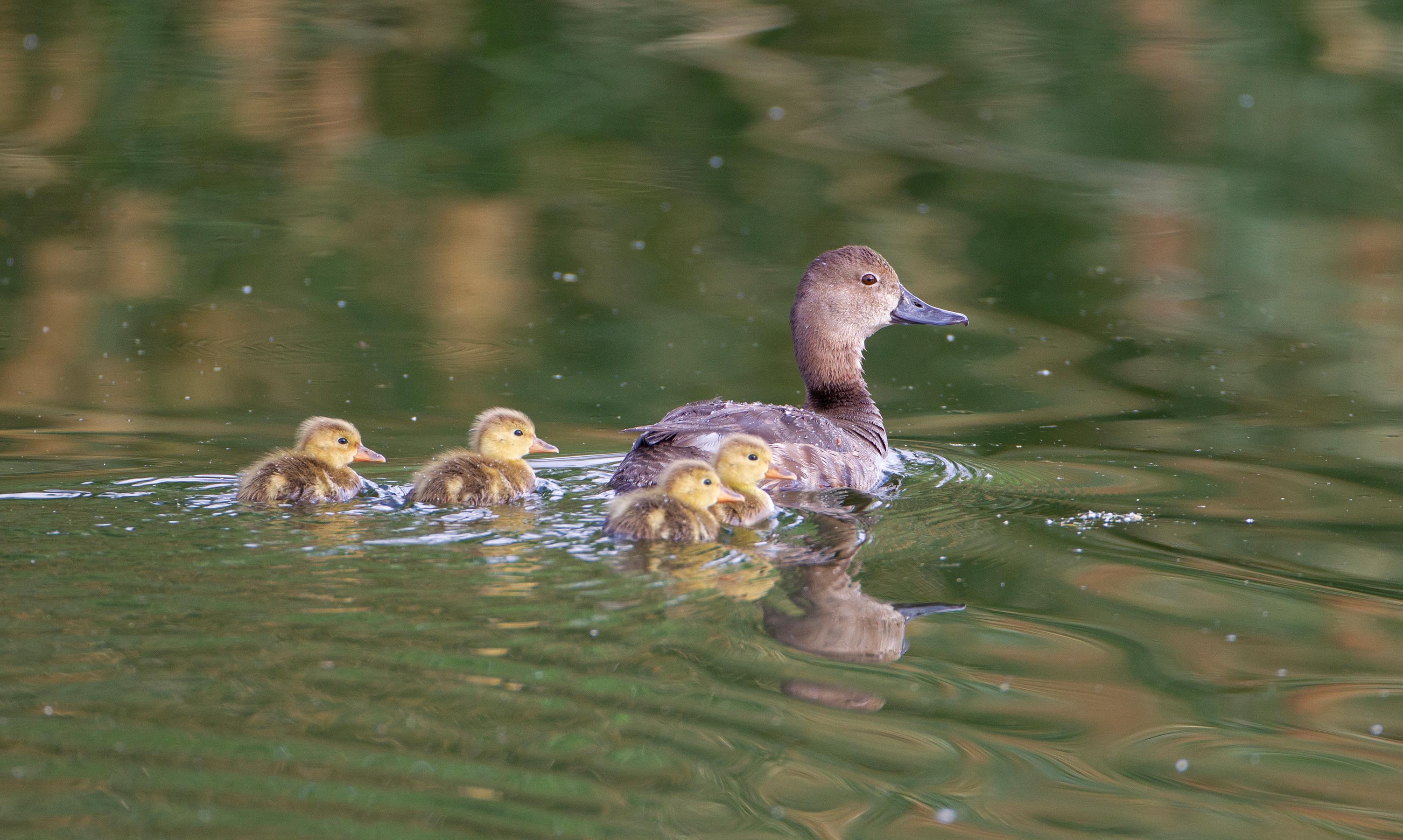 Redhead Duck Hen with Ducklings