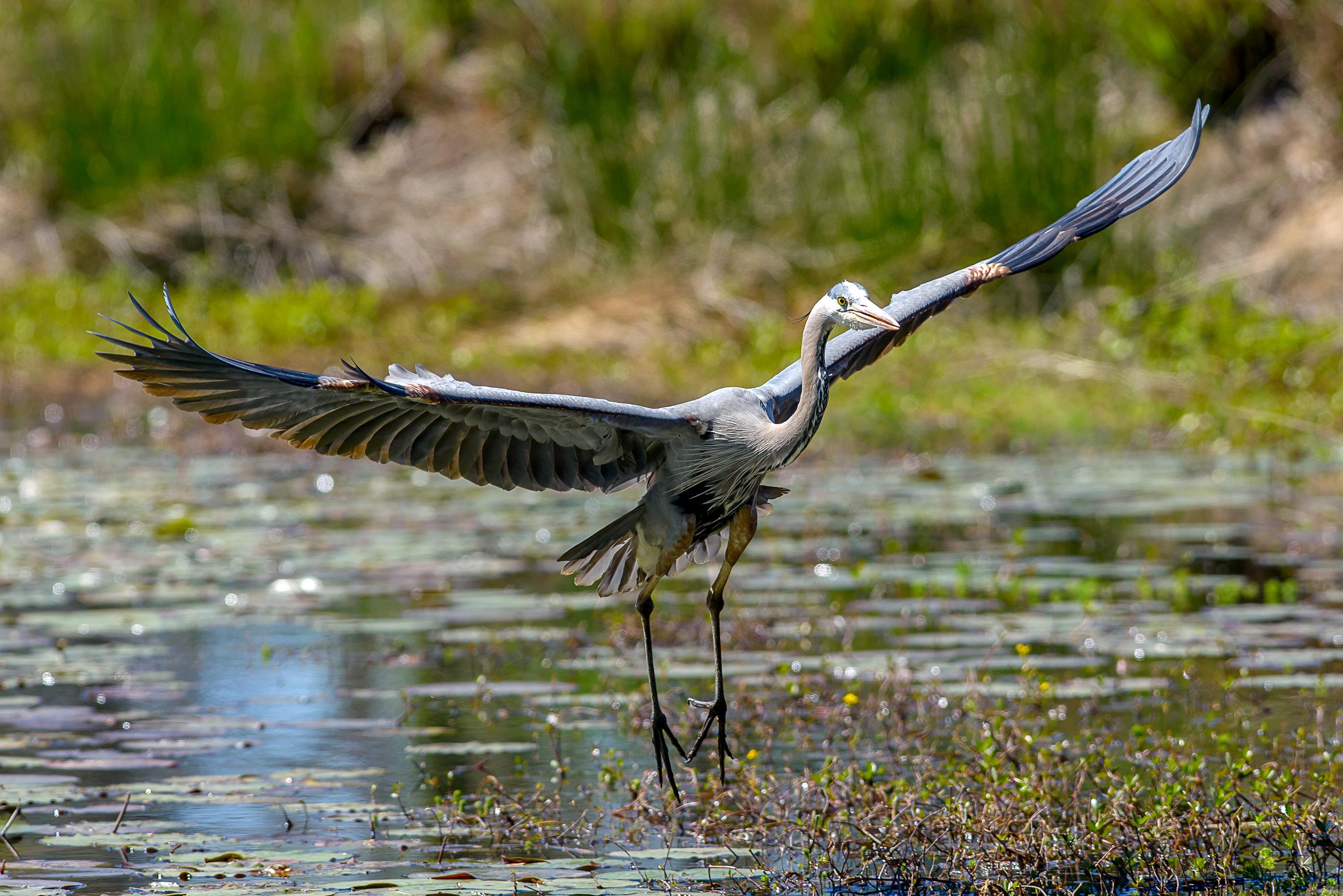 Great Blue Heron