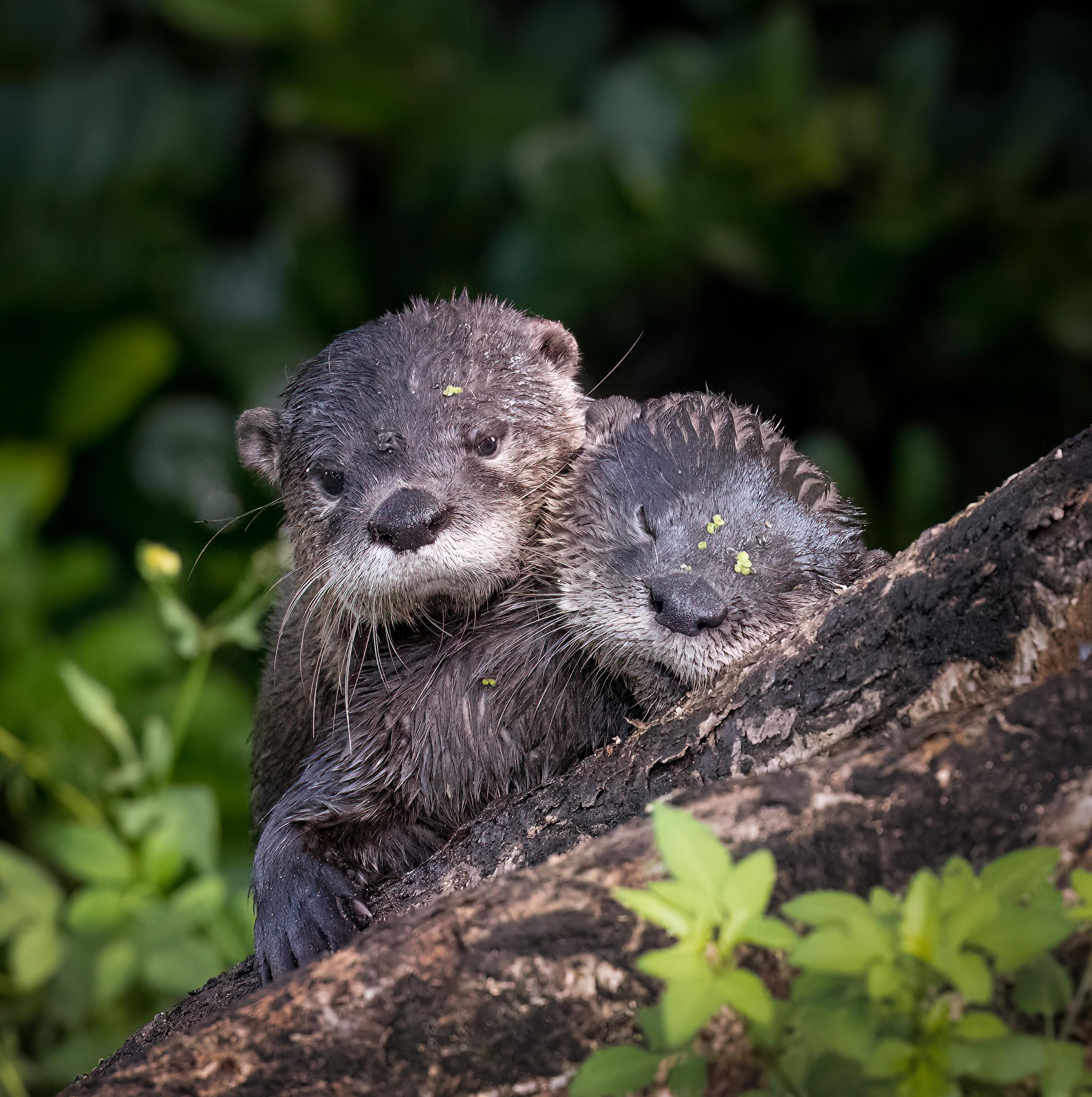 North American river otters