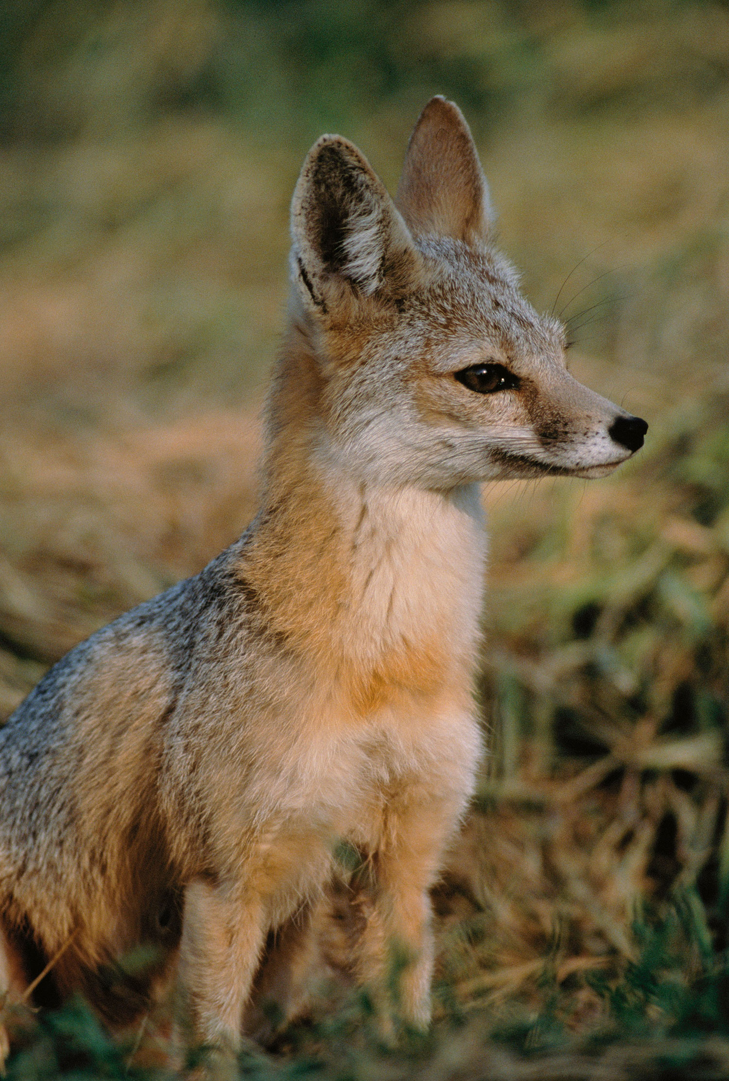 San Joaquin kit fox, California.