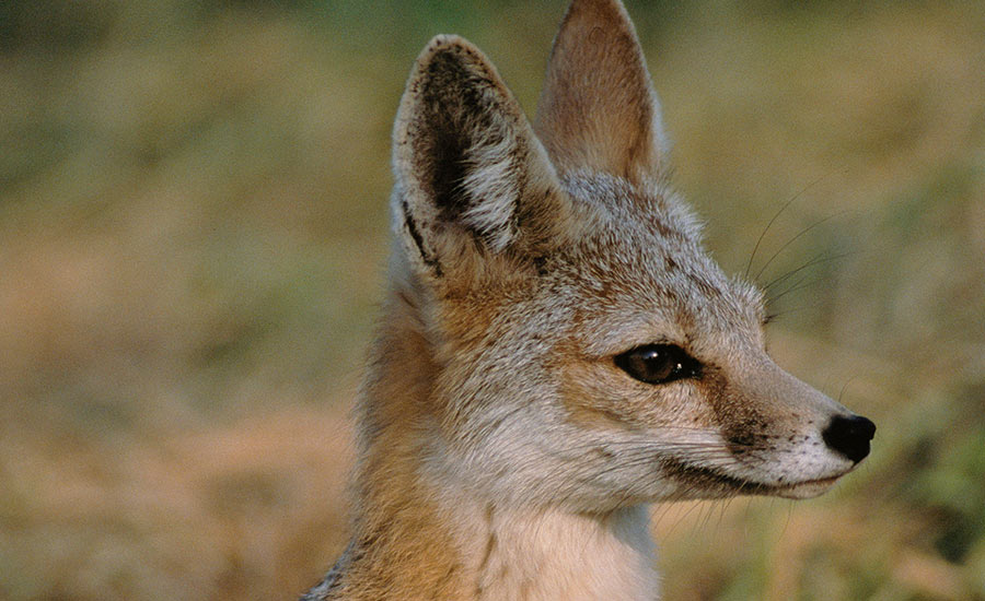 San Joaquin kit fox, California