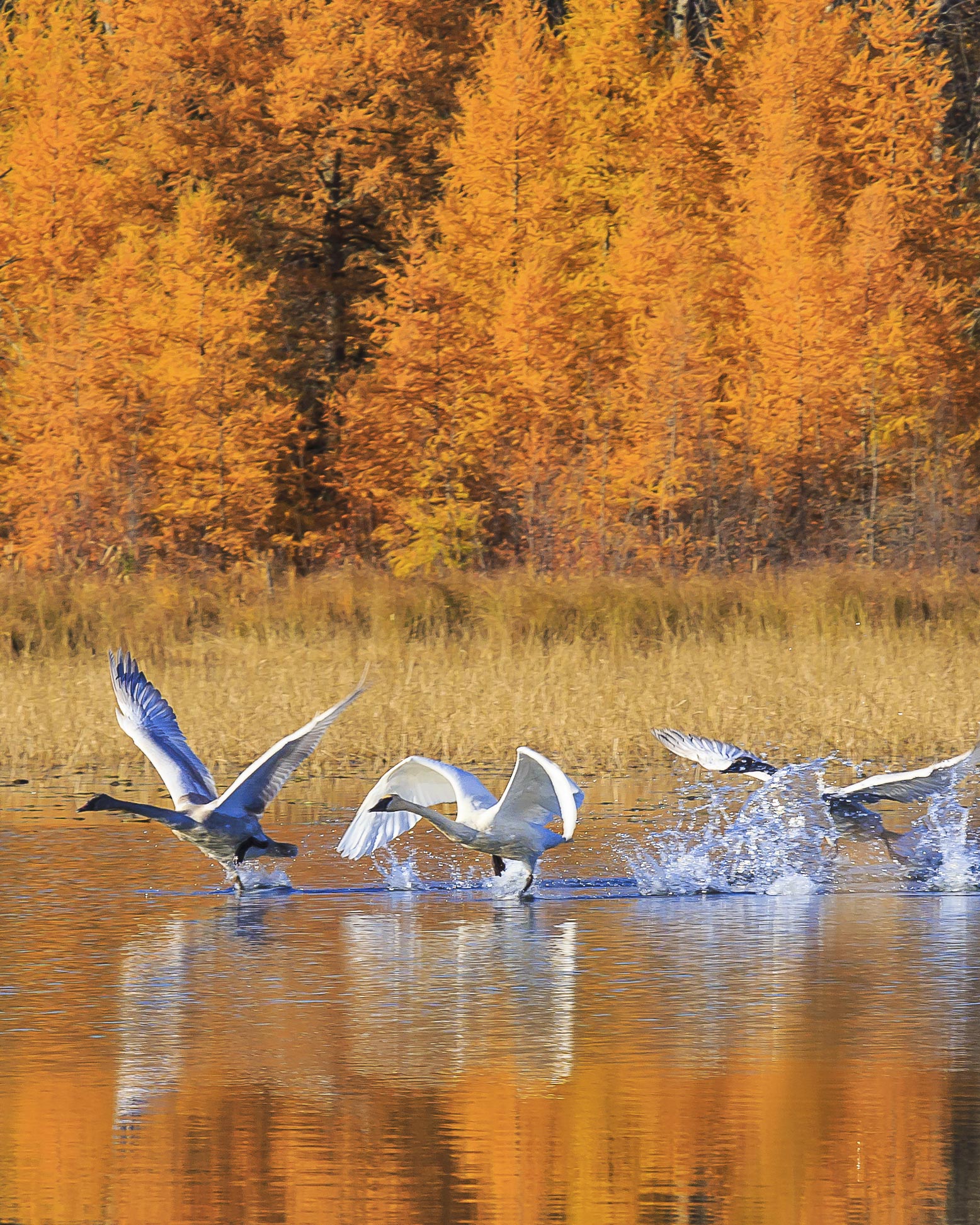 trumpeter swans