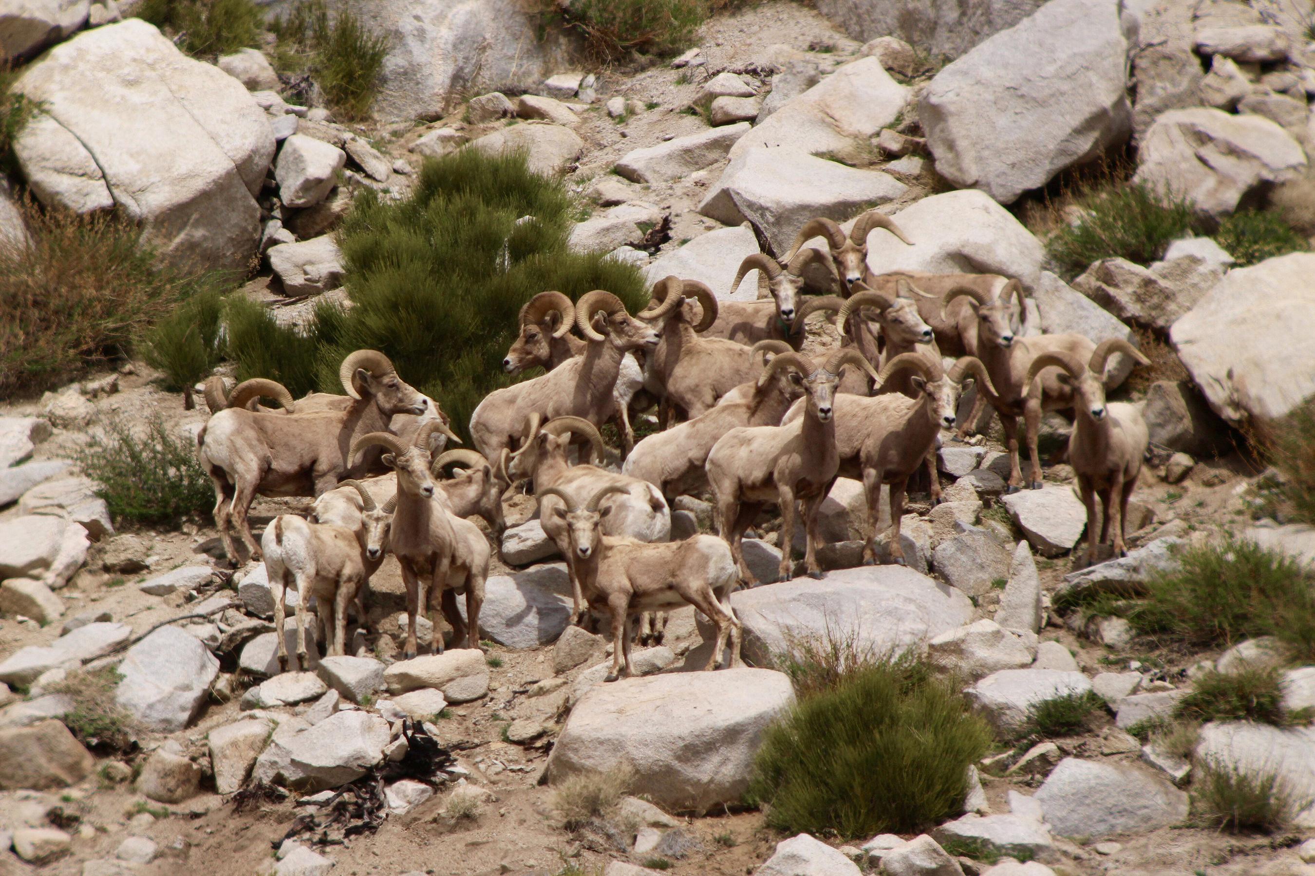 Bighorn Sheep