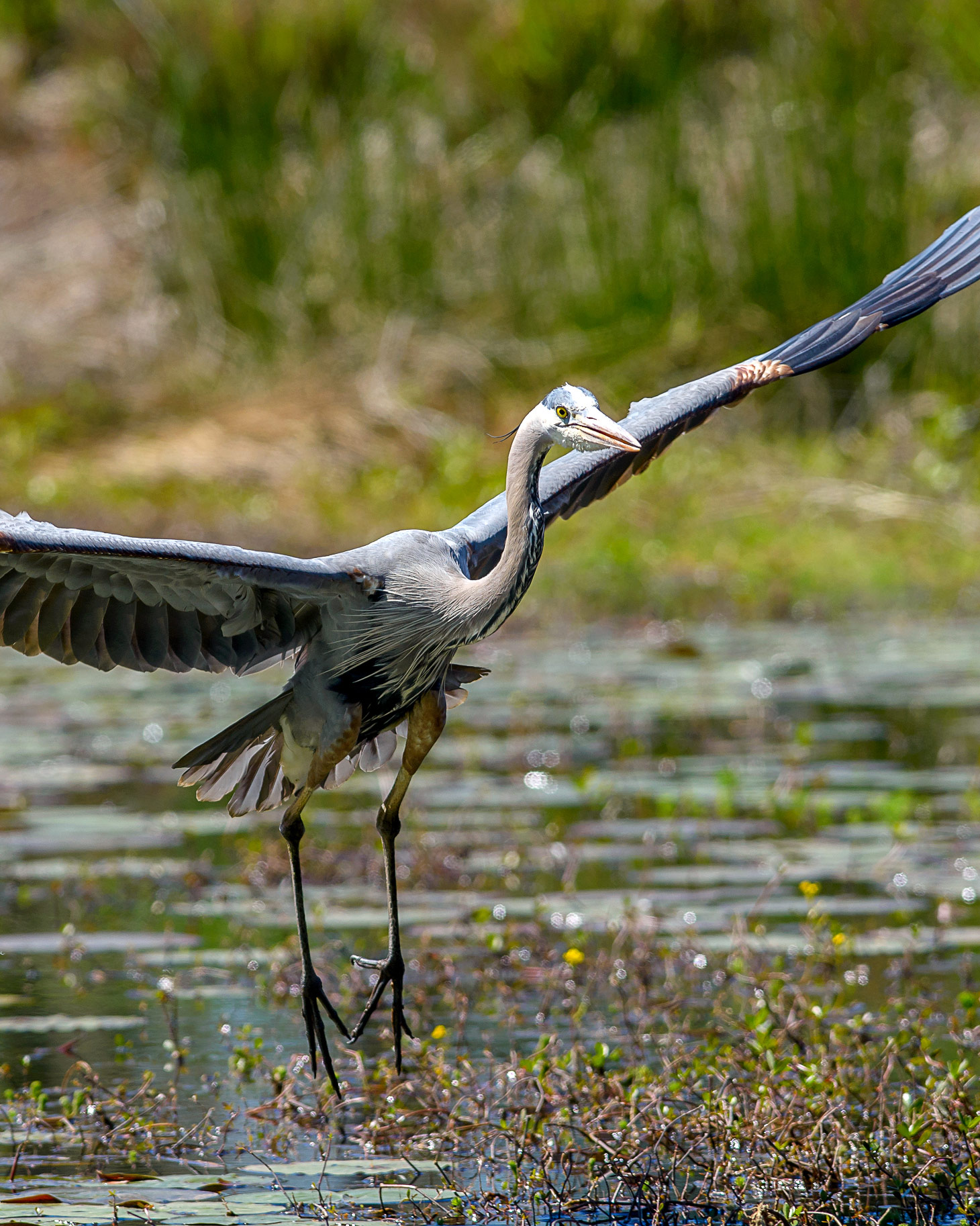 Great Blue Heron