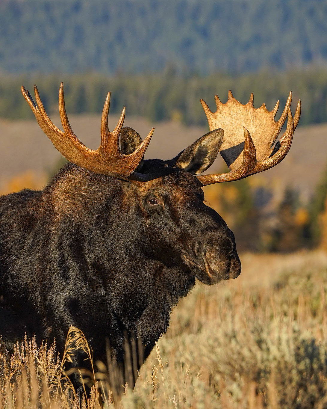 A male moose