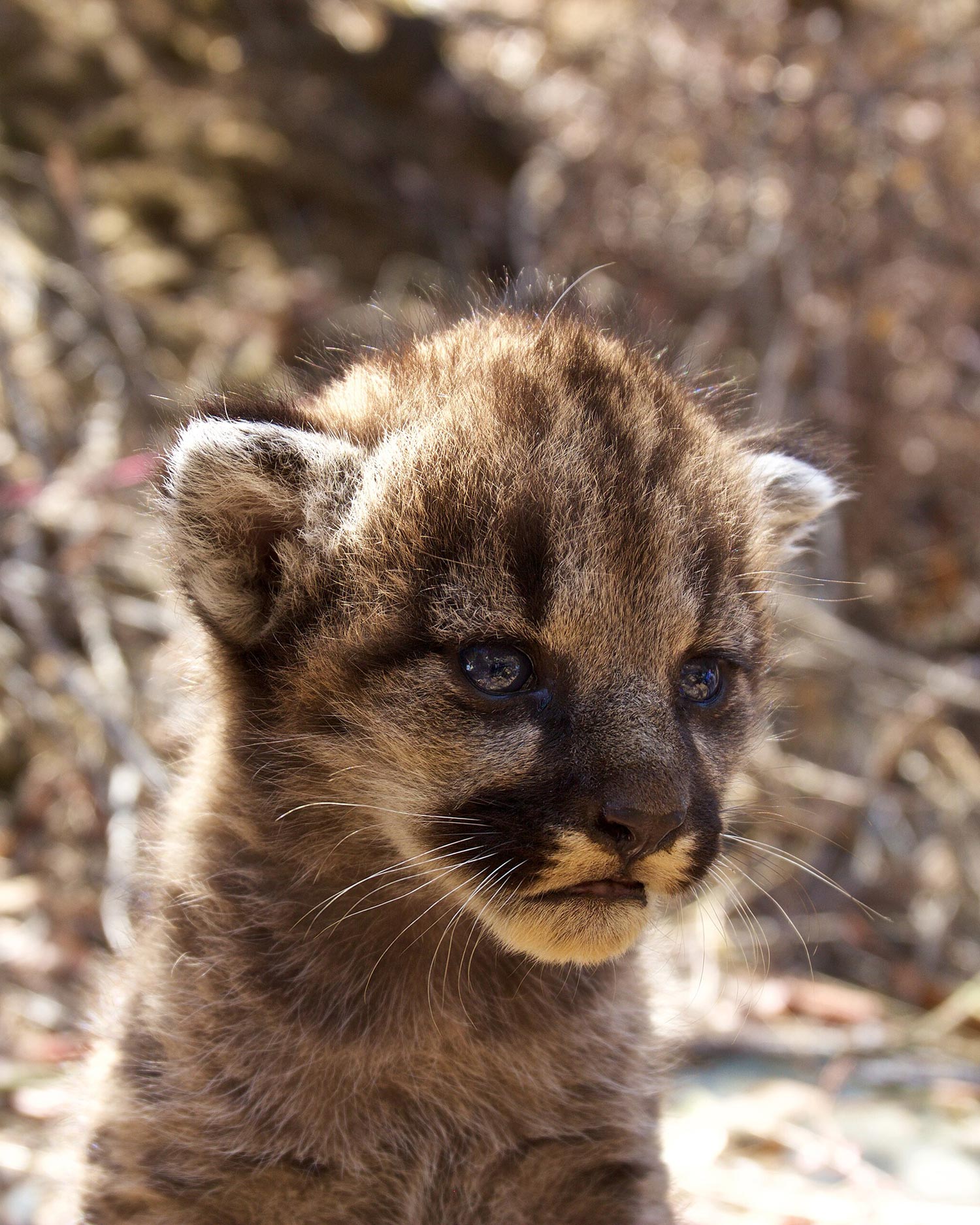 Mountain lion kitten