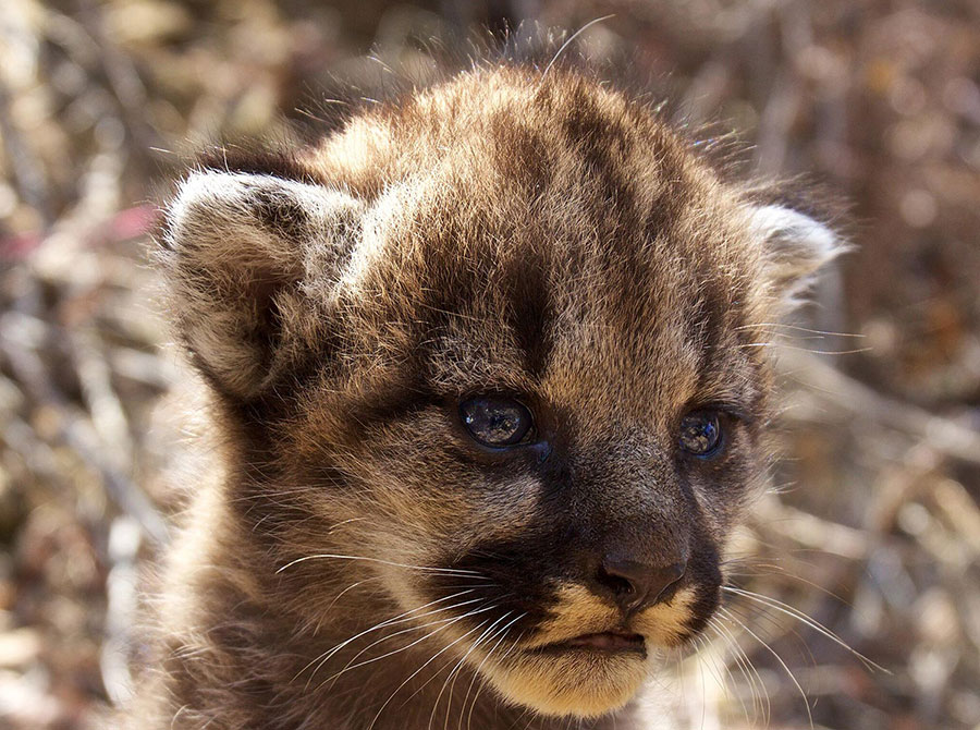 Mountain lion kitten