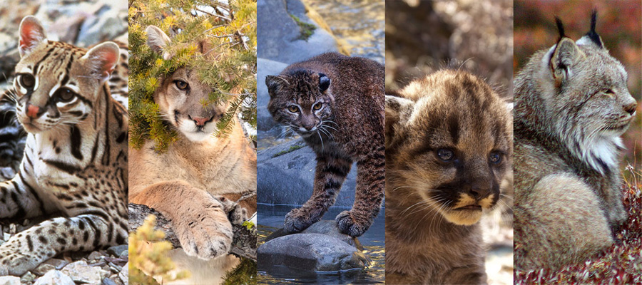 Puma concolor, Bobcat, Mountain lion kitten, Lynx
