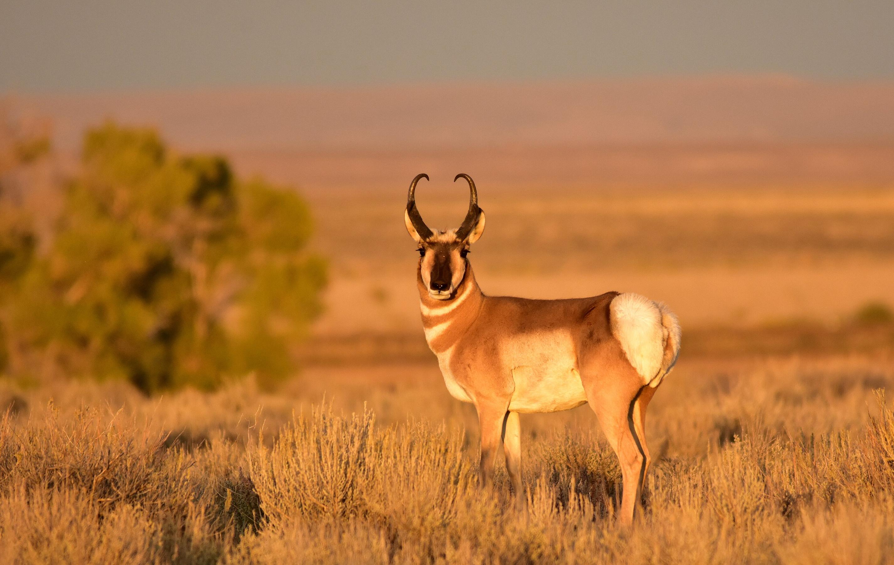 Pronghorn at Seedskadee National Wildlife Refuge